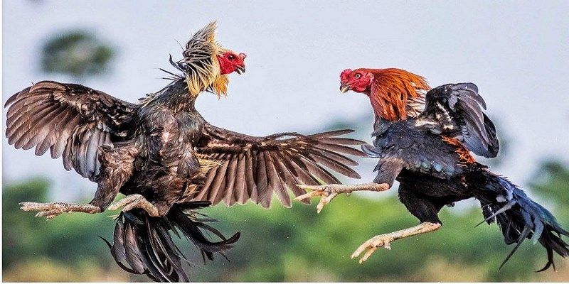 Coi Ngày Đá Gà - Cách xem ngày đá gà chuẩn nhất 8 coi-ngay-da-ga-can-biet