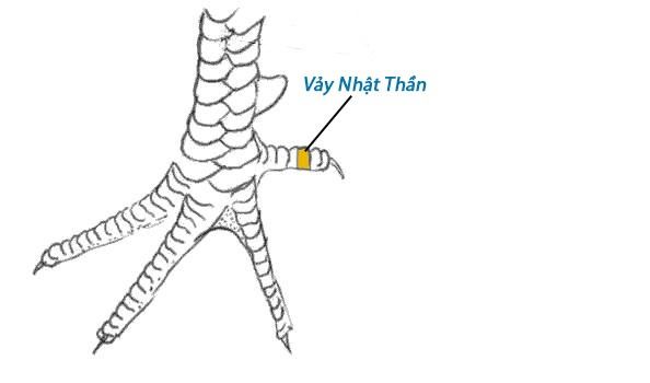 Top vảy gà chọi độc, hiếm thấy được các sư kê săn đón 47 Vảy Nhật Thần