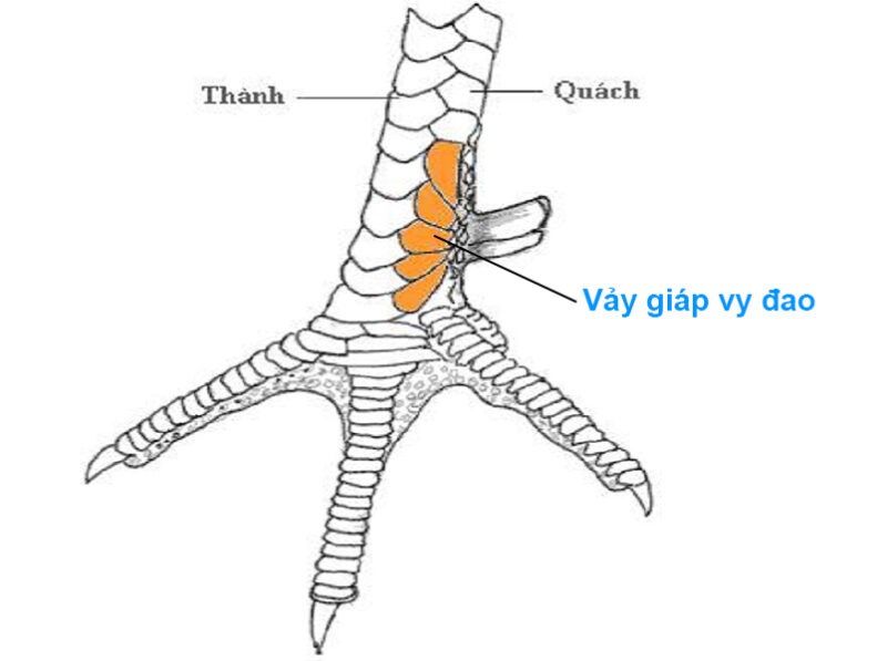 Top vảy gà chọi độc, hiếm thấy được các sư kê săn đón 53 Vảy giáp vy đao
